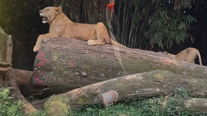 ttaman-safari