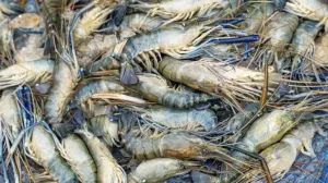 udang berhamburan permukaan sungai