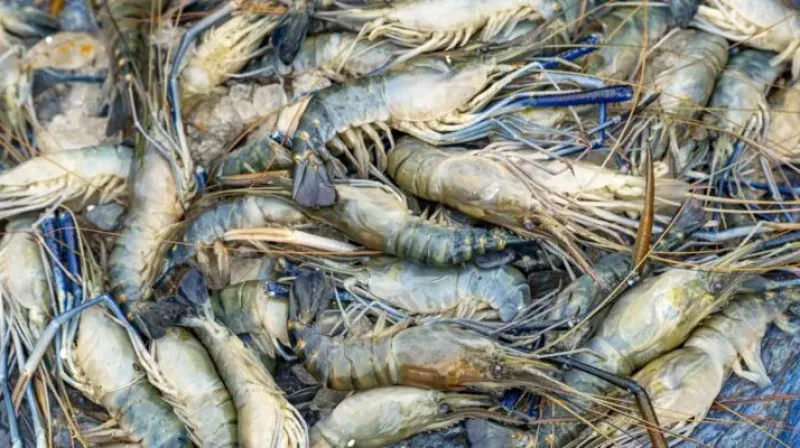 udang berhamburan permukaan sungai